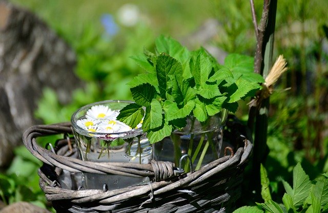 Jardin aromatique : des herbes fraîches toute l’année !