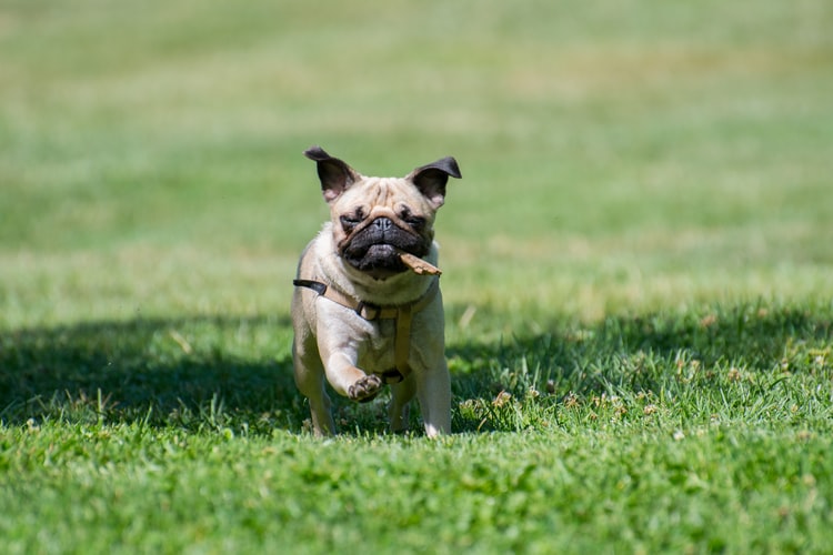 Comment aider son chien à récupérer après une opération des pattes ?