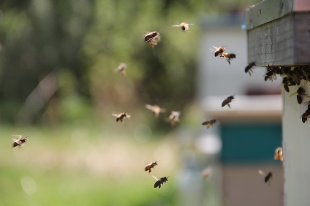 Cohabitation animaux de compagnie et abeilles du jardin