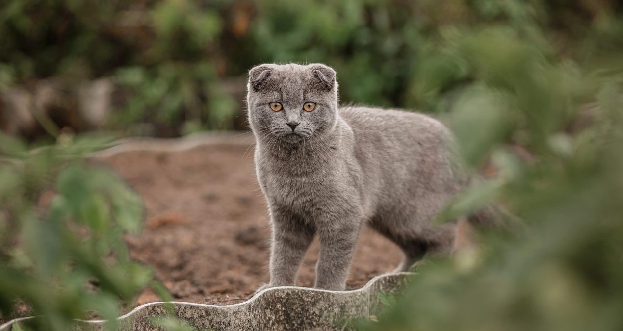 Comment aménager un espace sécurisé pour son chat dans son jardin ?