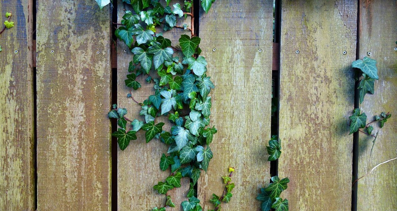 Comment clôturer son jardin pour la sécurité de ses animaux ?